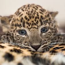 Panter cadeaupakket voor vrouw
